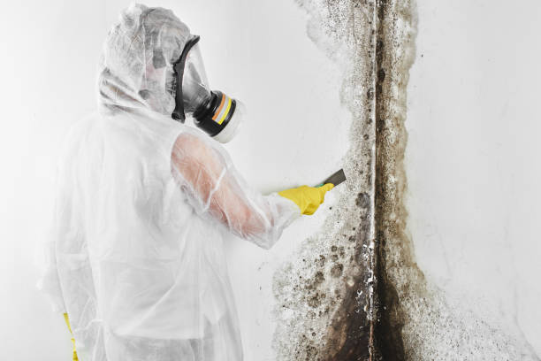 Certified Mold Removal in Lacy Lakeview, TX