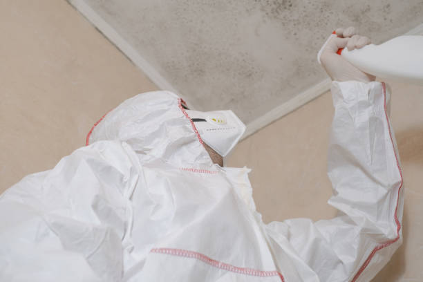 Best Toxic Mold Removal  in Lacy Lakeview, TX