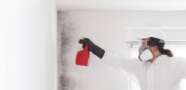 Best Mold Damage Repair  in Lacy Lakeview, TX