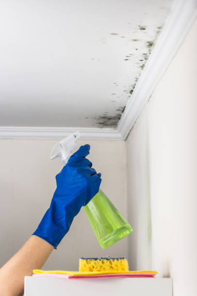 Best Same-Day Mold Removal  in Lacy Lakeview, TX